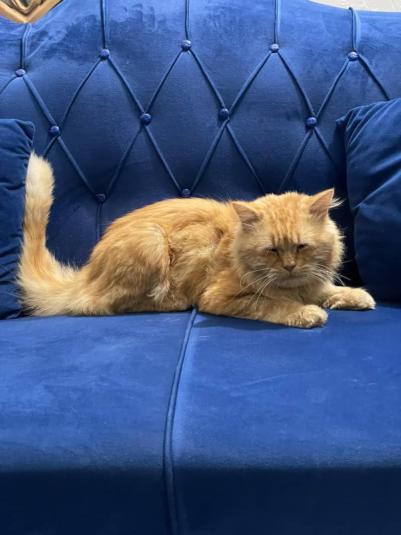 cats b 2