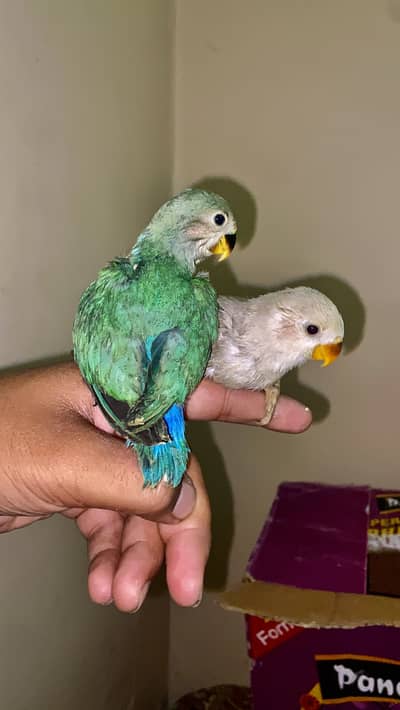Handtame pair near to self.
