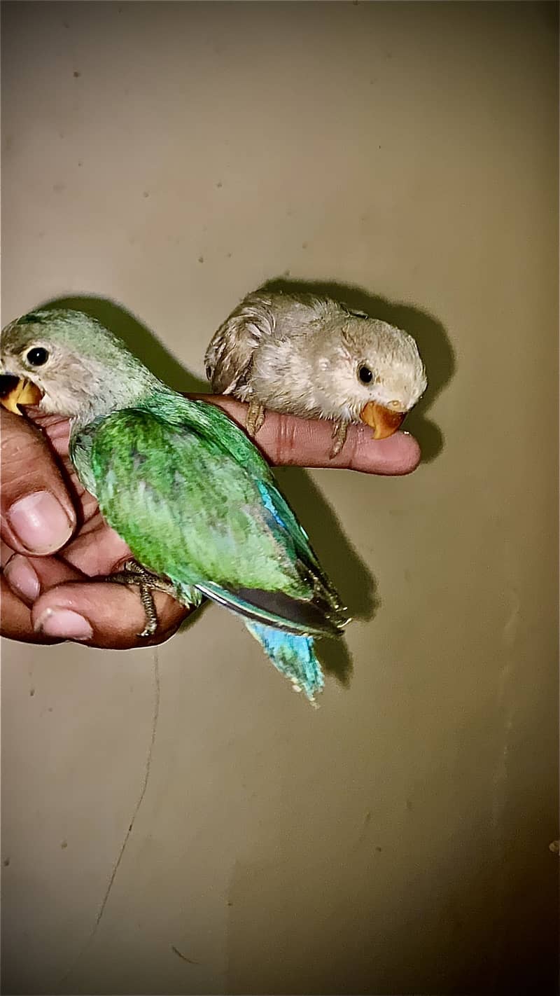 Handtame pair near to self. - Parrots - 1120917182