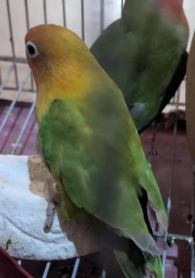 one pair love birds