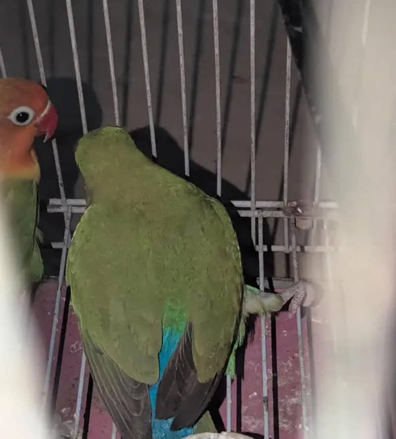 one pair love birds - Parrots - 1120917236