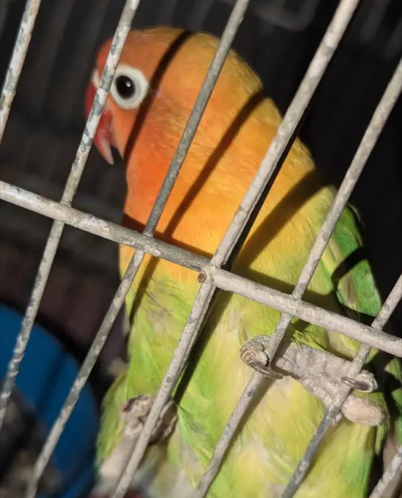 one pair love birds - Parrots - 1120917236