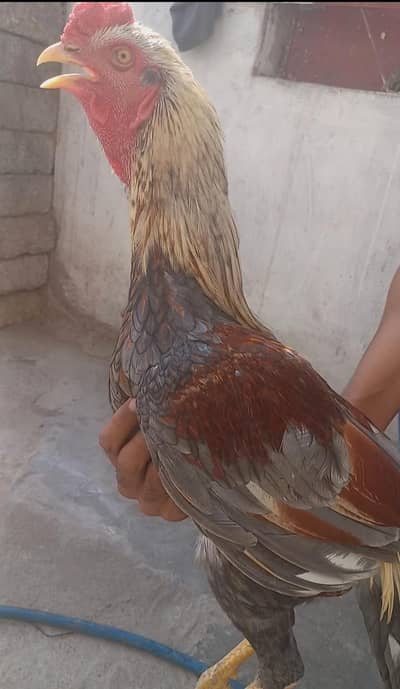 aseel phatta