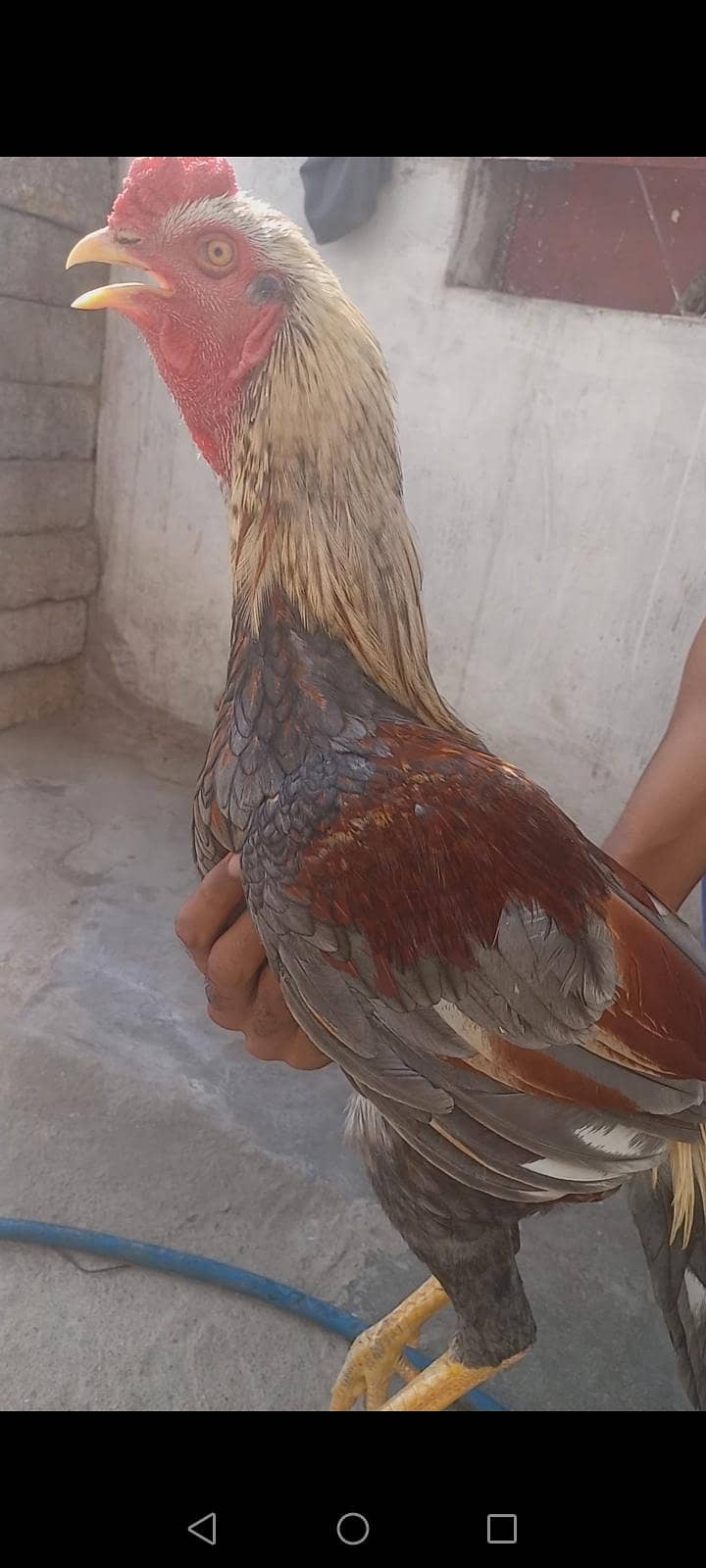 aseel phatta 1