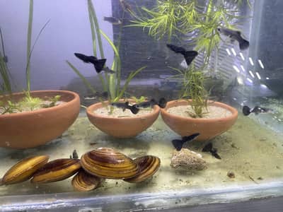 Black Moscow Guppy, Oyster, Shrimps