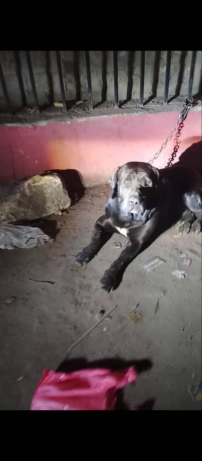 Labrador breeder mail available for sale