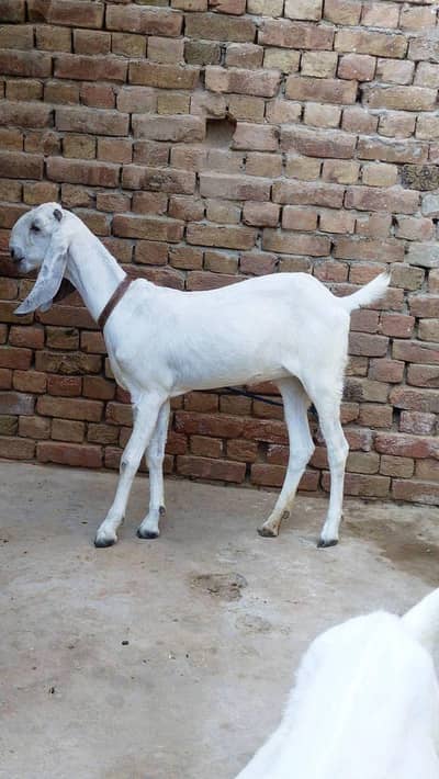 ایک عدد 2 دانت گبن پٹھ فور سیل