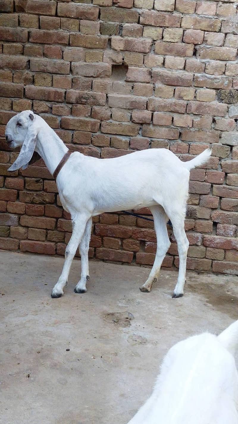 ایک عدد 2 دانت گبن پٹھ فور سیل 0