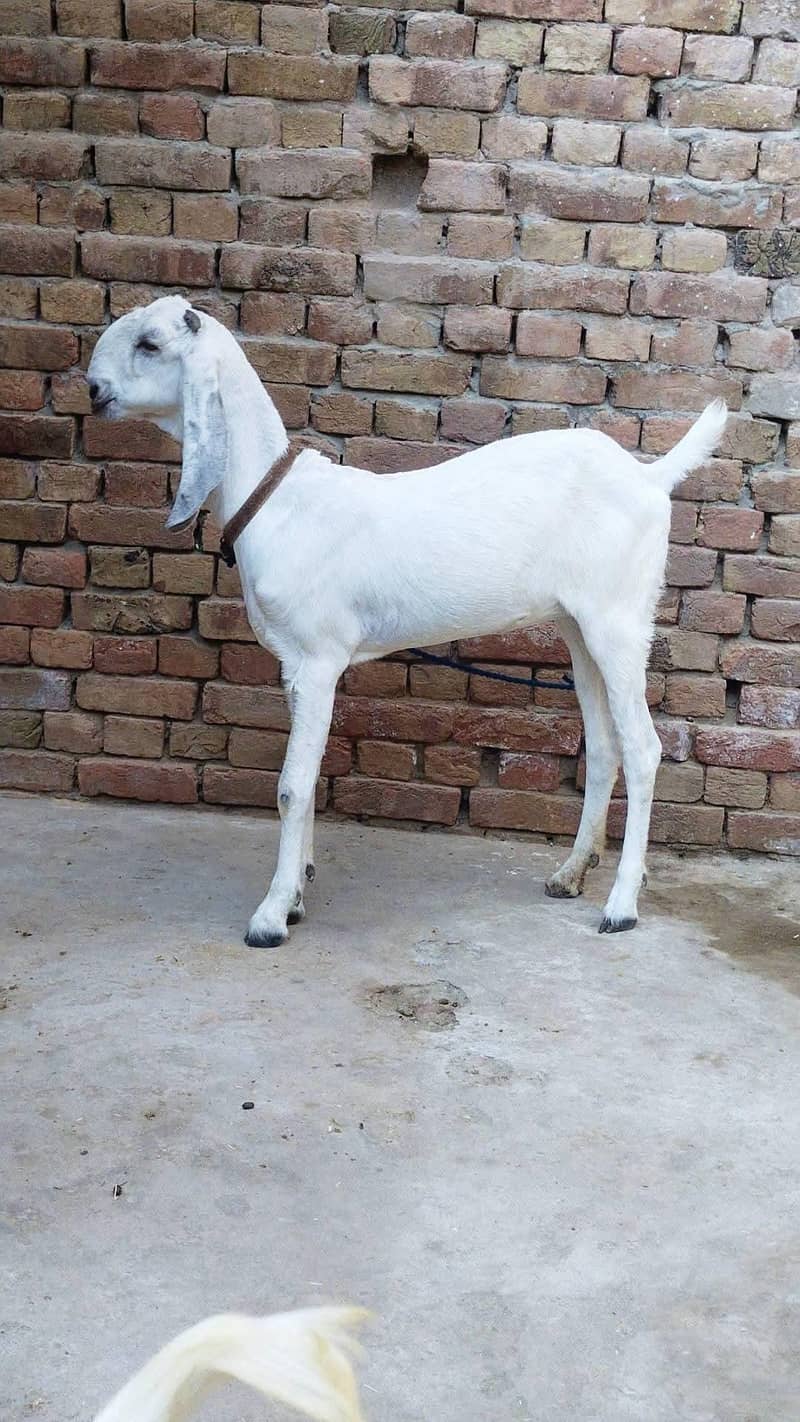 ایک عدد 2 دانت گبن پٹھ فور سیل 1