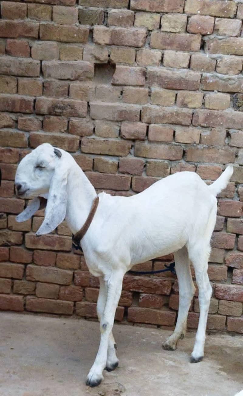 ایک عدد 2 دانت گبن پٹھ فور سیل 2