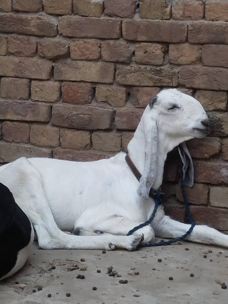 ایک عدد 2 دانت گبن پٹھ فور سیل 3
