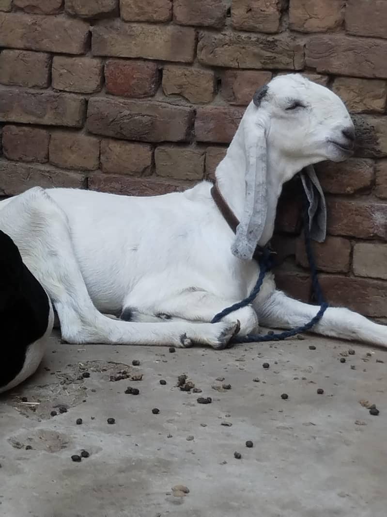 ایک عدد 2 دانت گبن پٹھ فور سیل 4