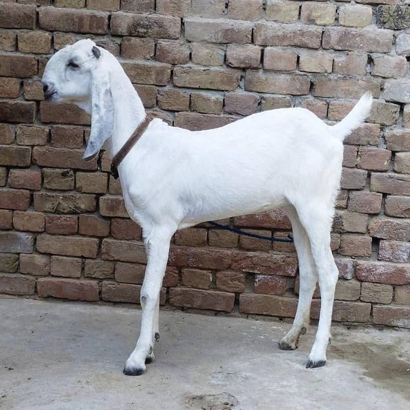 ایک عدد 2 دانت گبن پٹھ فور سیل 5