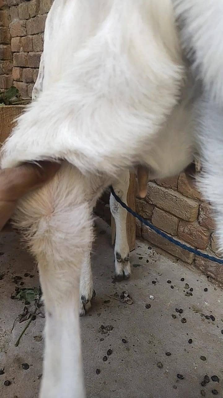 ایک عدد 2 دانت گبن پٹھ فور سیل 7