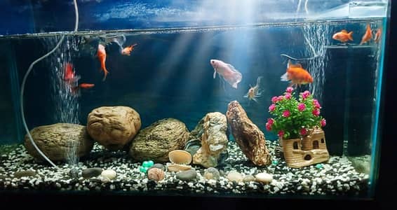 aquarium for sale
