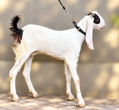 kamuri gulabi ablak female path