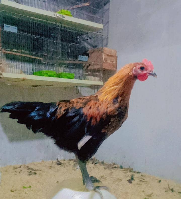 golden misri 1