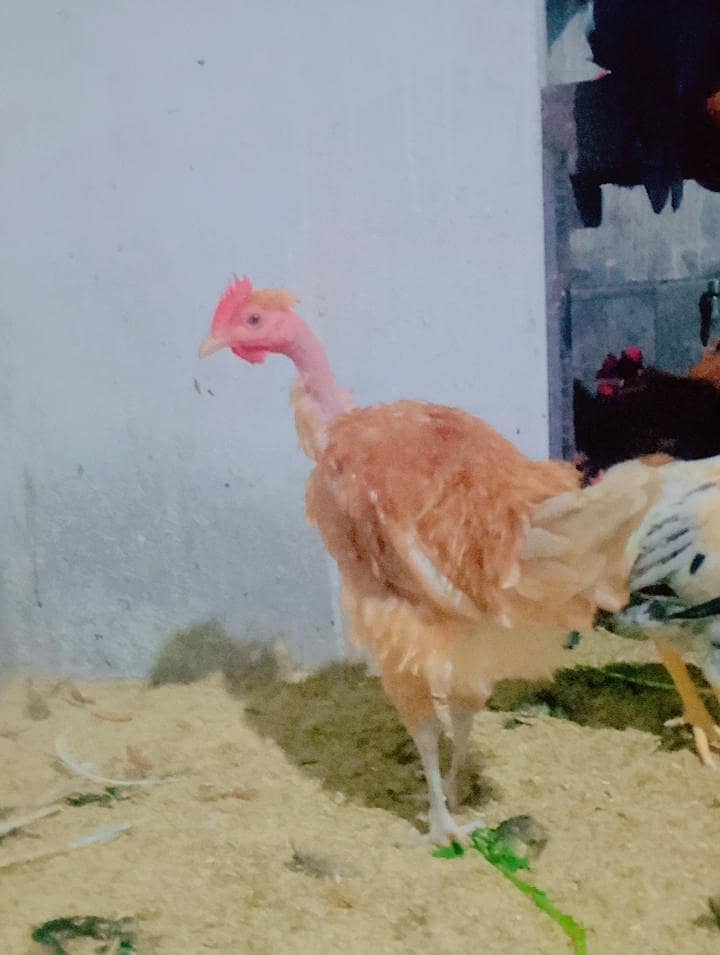 golden misri 3