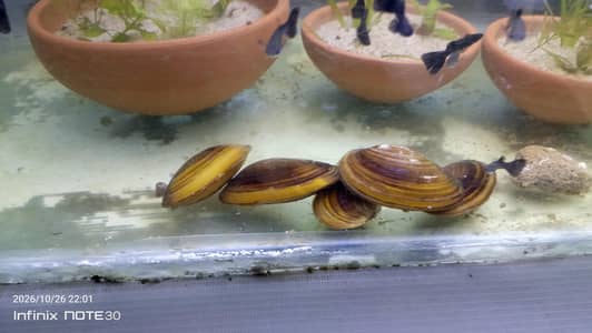 Oyster, Black Moscow Guppy, Shrimp All Color