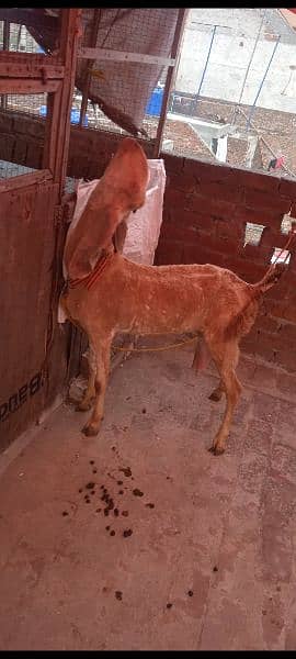 dudh wali bakri