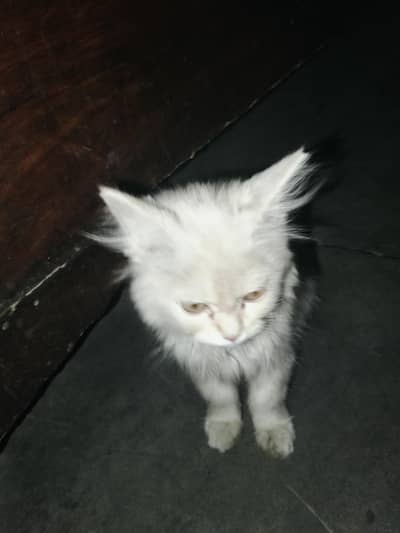 beautiful persion cat baby off-white and golden color