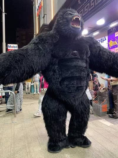 Gorilla for sale