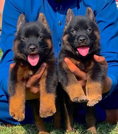 German Dabal coat male female for sale available
