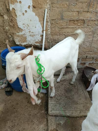 Healthy White Cross Breed Goat for Sale