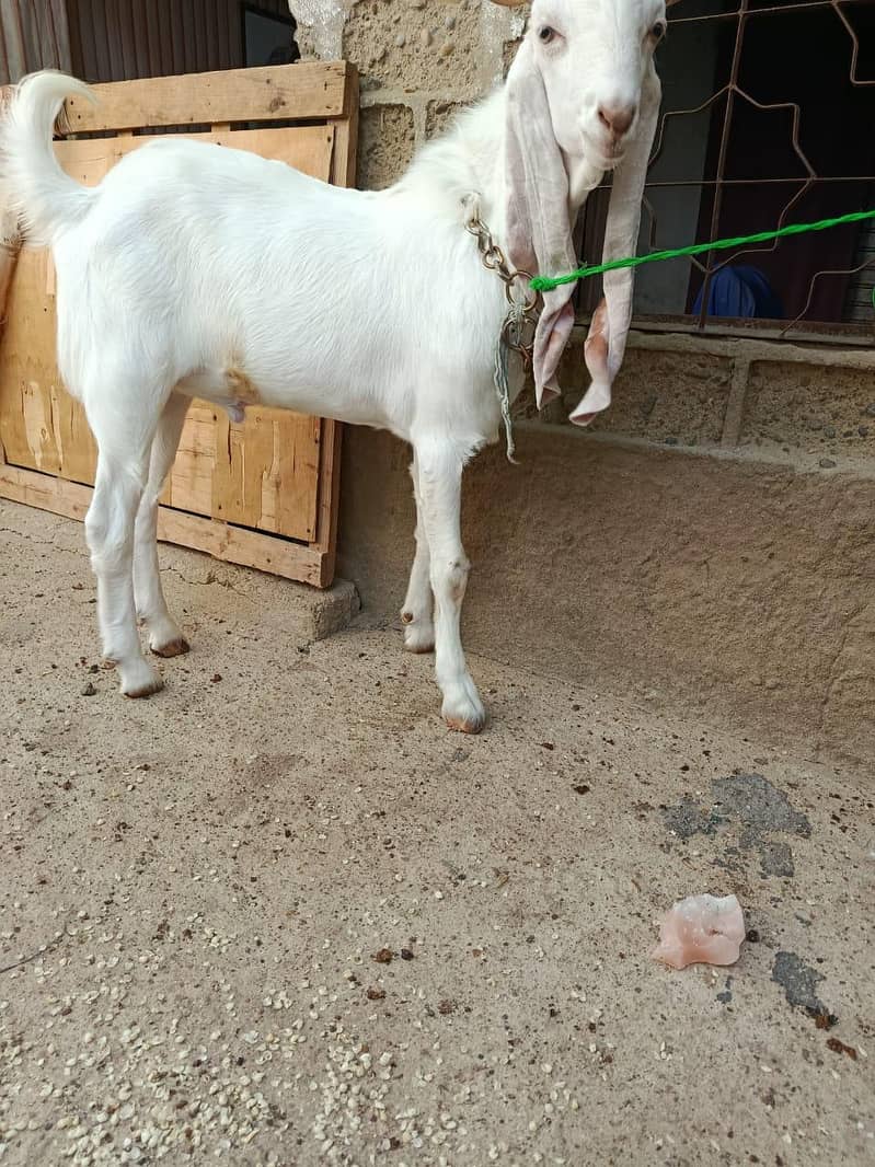 Healthy White Cross Breed Goat for Sale - Goats - 1120918002