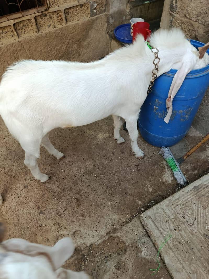 Healthy White Cross Breed Goat for Sale - Goats - 1120918002