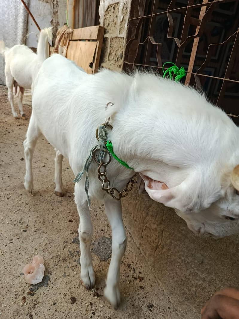 Healthy White Cross Breed Goat for Sale - Goats - 1120918002