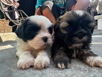 Shitzu puppies