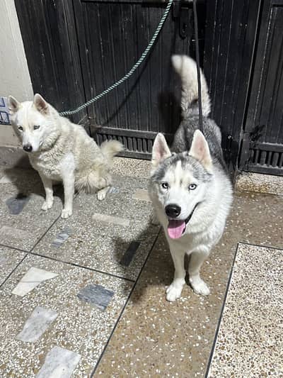 (Pair) Pure Siberian huskies