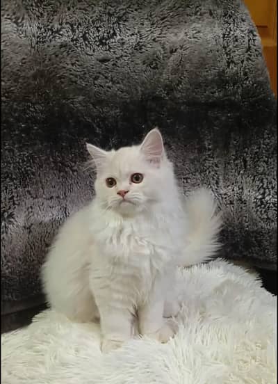 Persian kitten/cat /Triple coat/punch face kitten/ cat