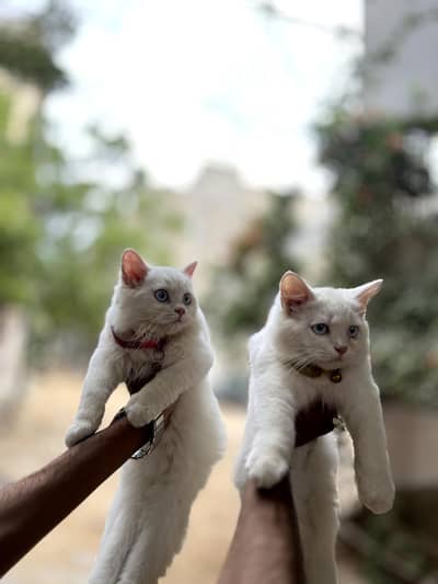 cats.