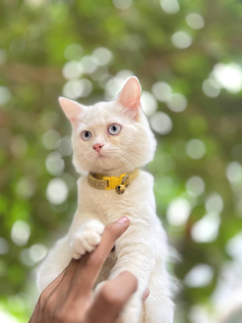 cats. 1