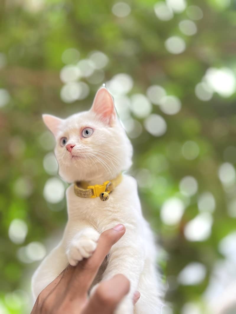 cats. 2