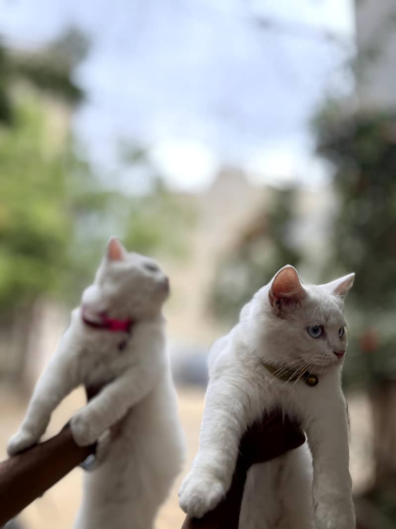 cats. 3