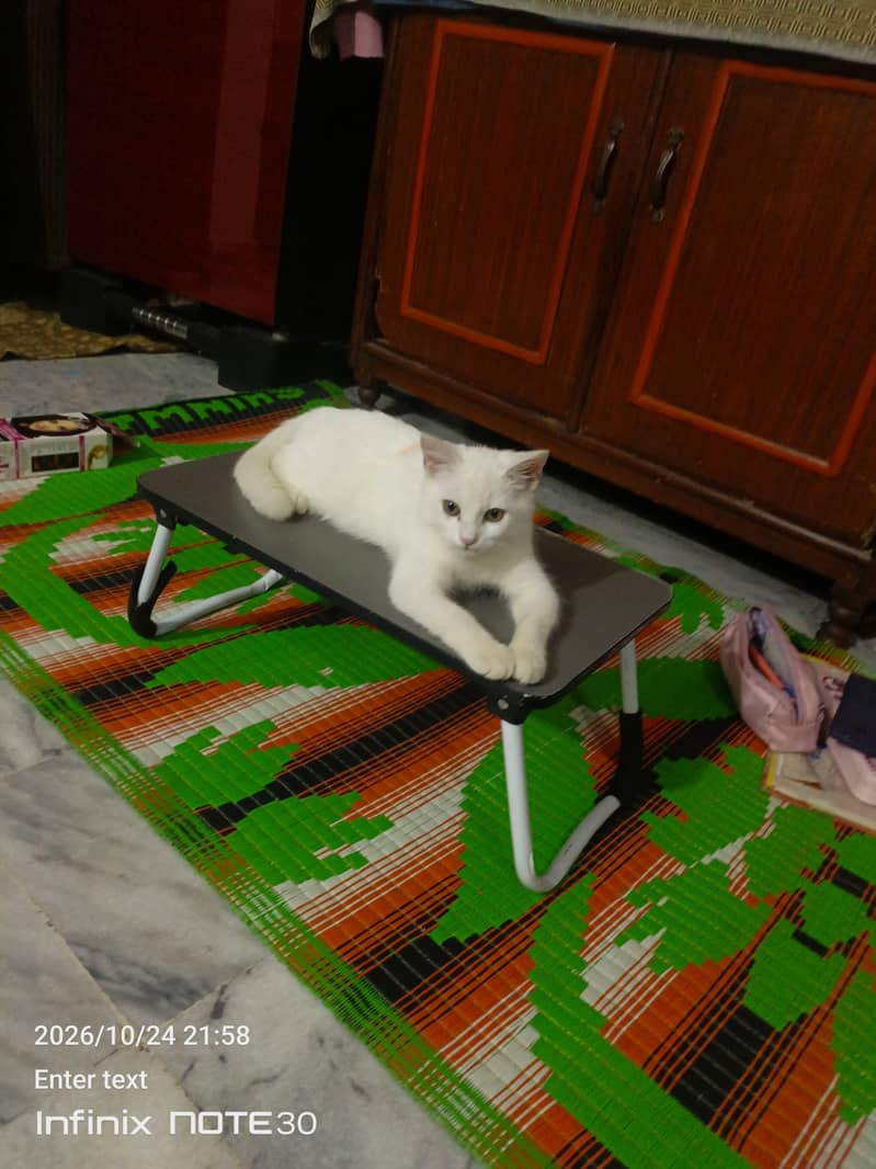 White Cat - Cats - 1120918257