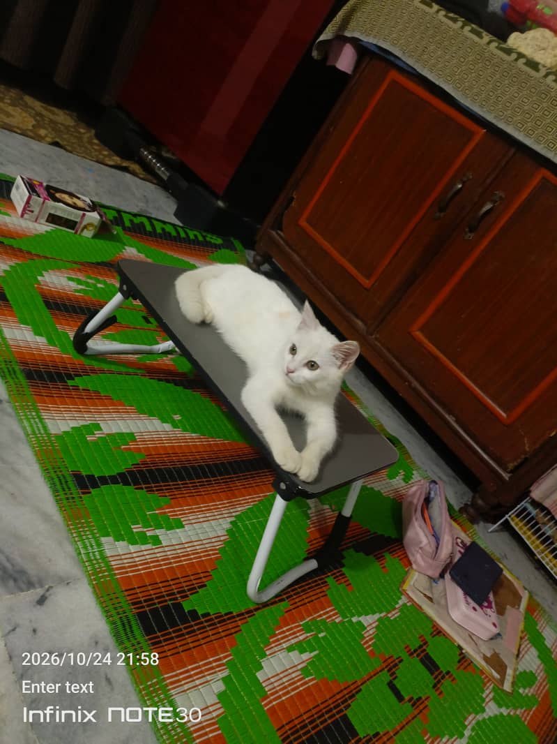 White Cat 2