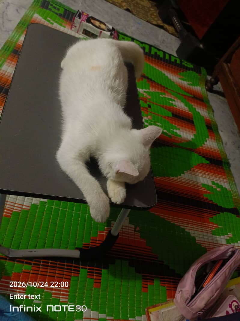 White Cat - Cats - 1120918257