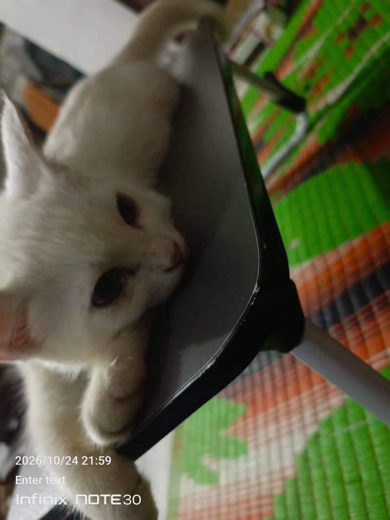 White Cat - Cats - 1120918257
