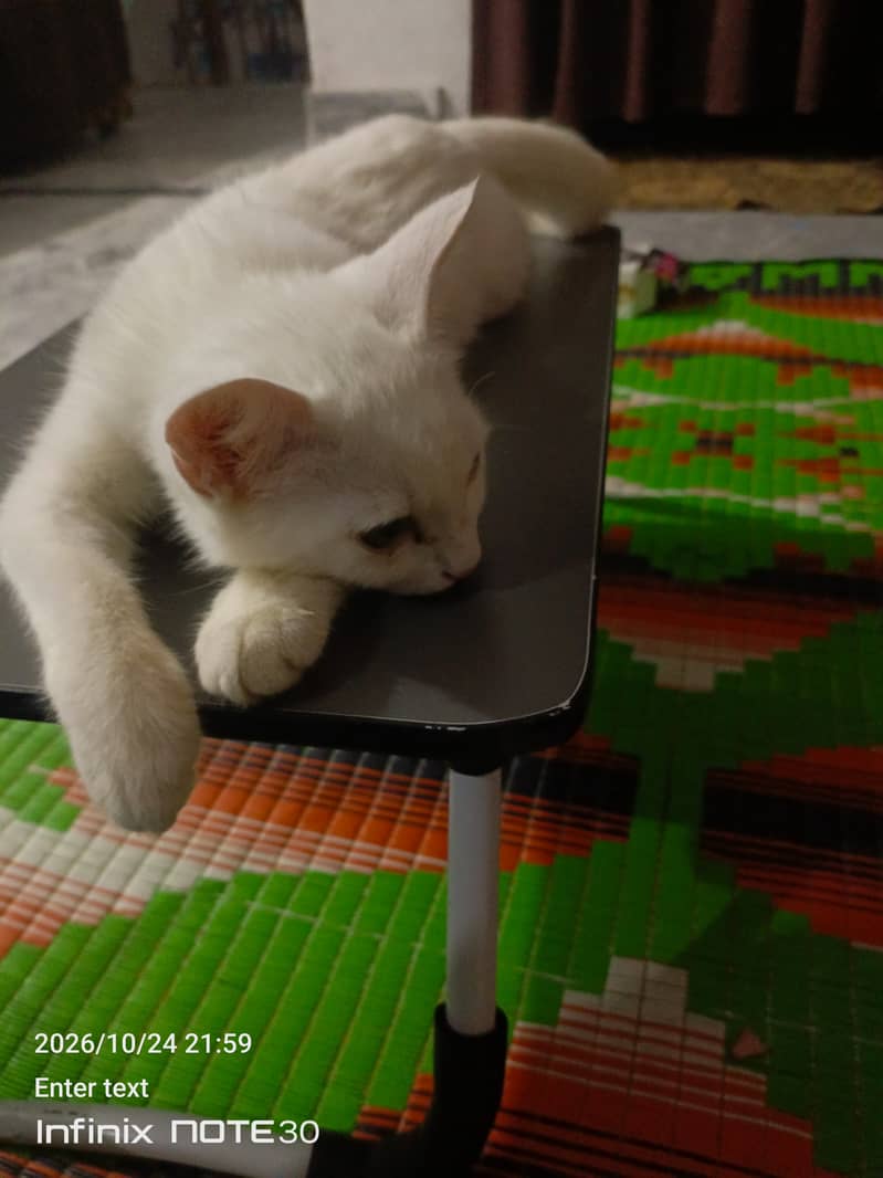 White Cat - Cats - 1120918257