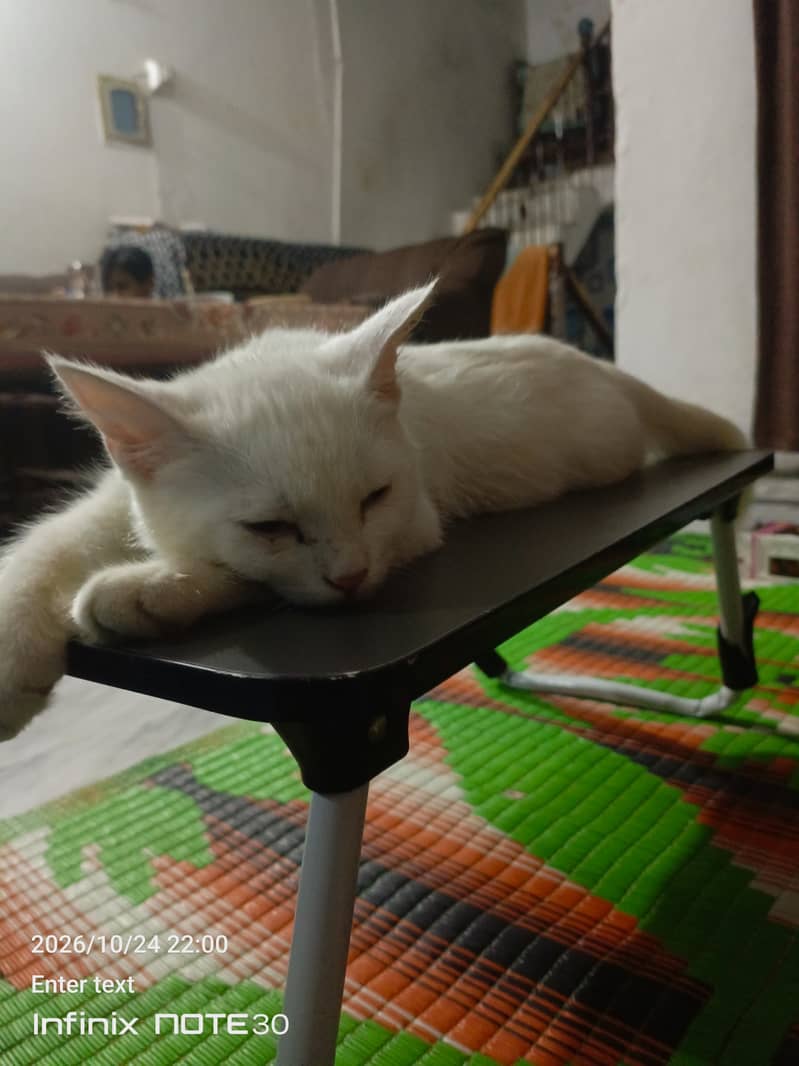 White Cat 6