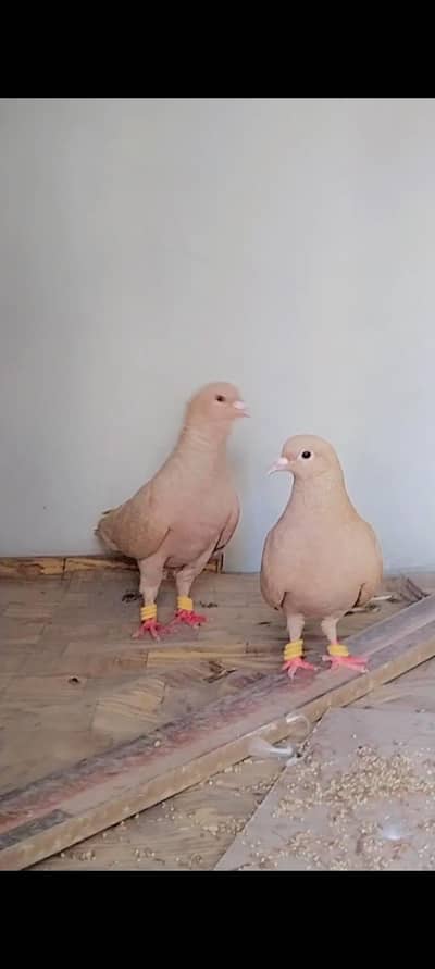 kabutr