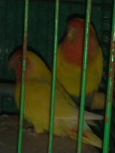 BREEDER PAIR CONFORM URGENT SALE