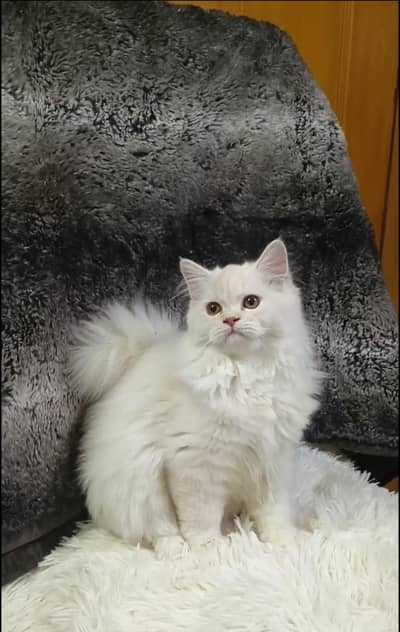 persian kitten/cat triple coat/semi punch/punch male/female kitten/cat