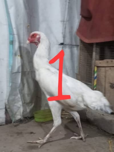 2 pure whaite shamo breeder females