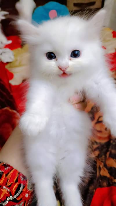 Persian kittens healthy and active