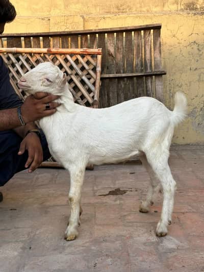 Breeder gulabi tedda male